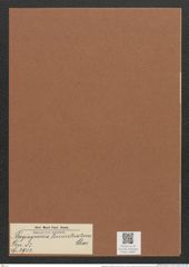 Plagiogramma tenuistriatum Cleve (de-Toni-Nr.: Genus 83, Species 2914) Zeichnungen Sammlung Grunow Mappe 03085 (Herbarium_W_Grunow_drawings_Folder_03085)